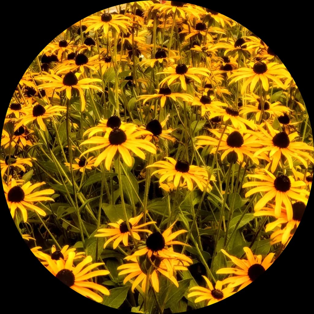Black-Eyed Susans