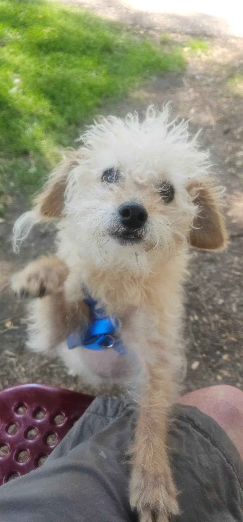 Curious Pup