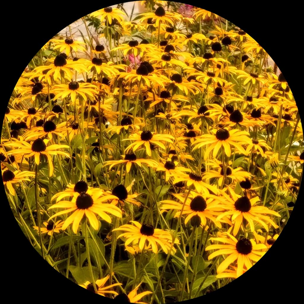 Golden Coneflowers