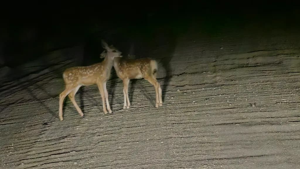 Nocturnal Twins