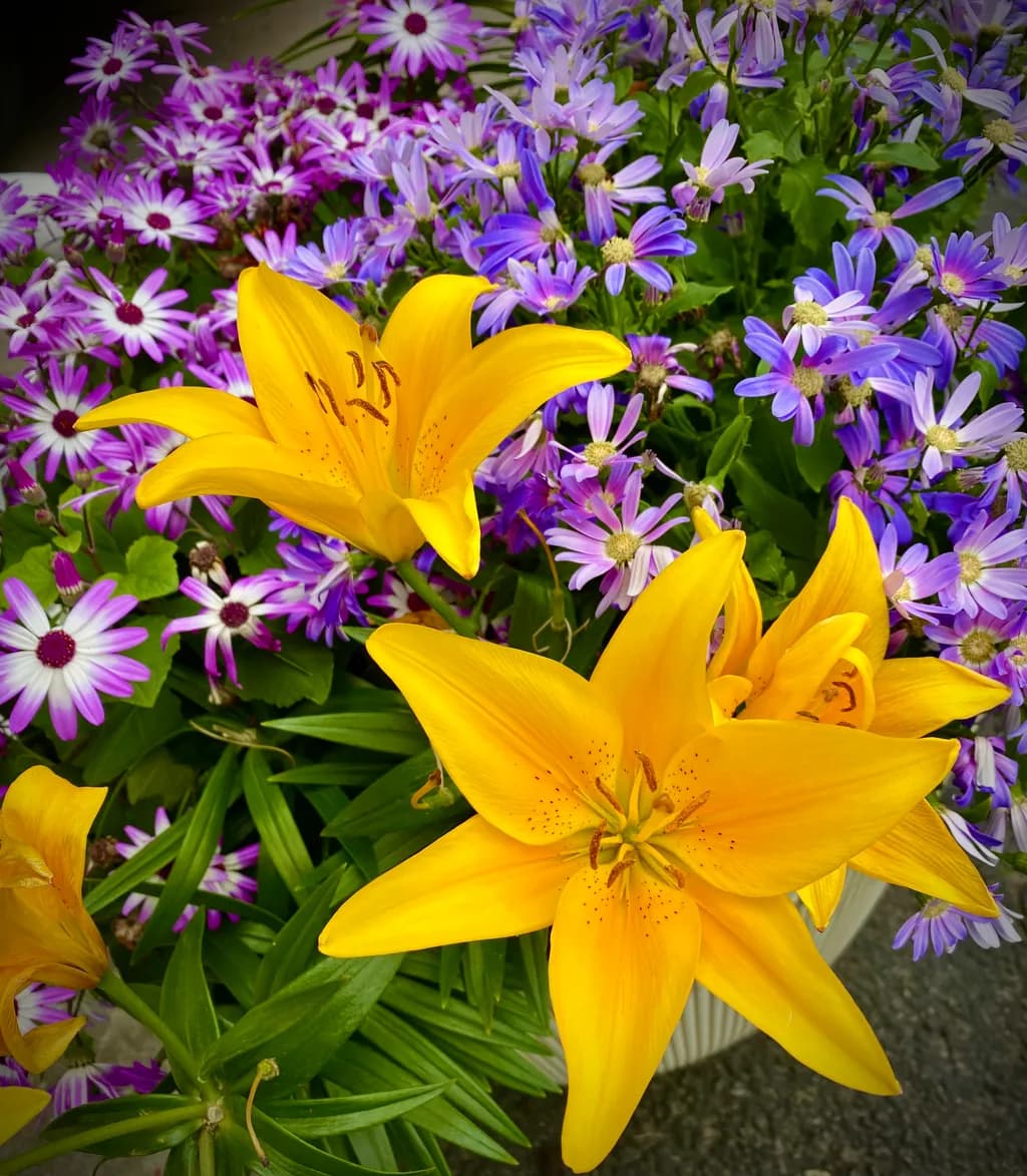 Golden Lilies and Purple Daisies