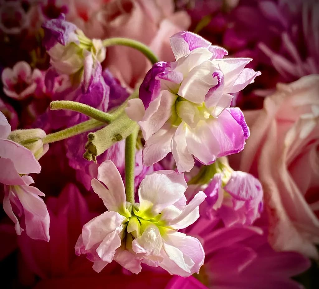Pink Petal Cluster