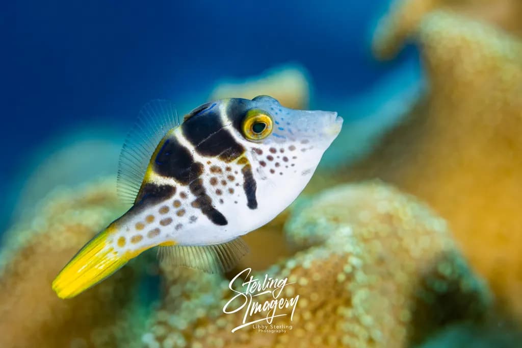 Spotted Boxfish