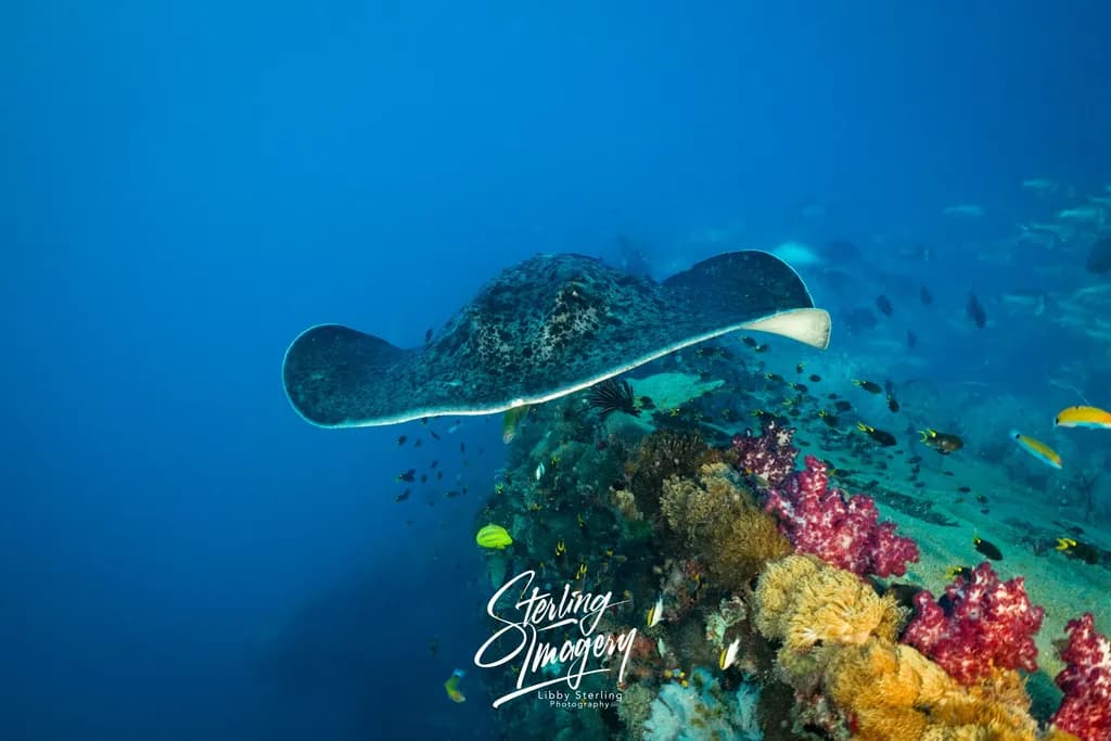 Ocean Glide