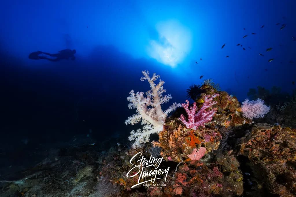 Deep Reef Glow