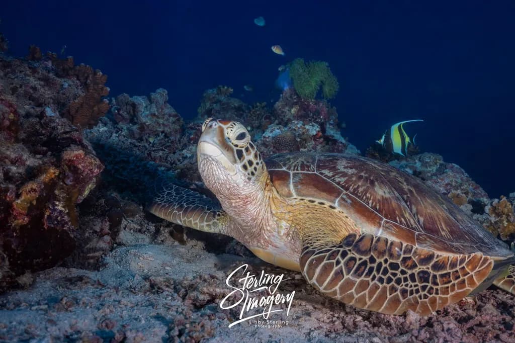 Reef Guardian