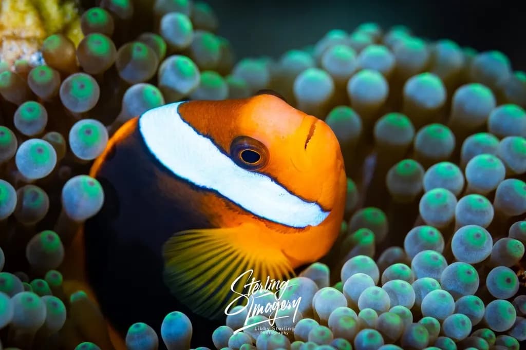 Clownfish Portrait