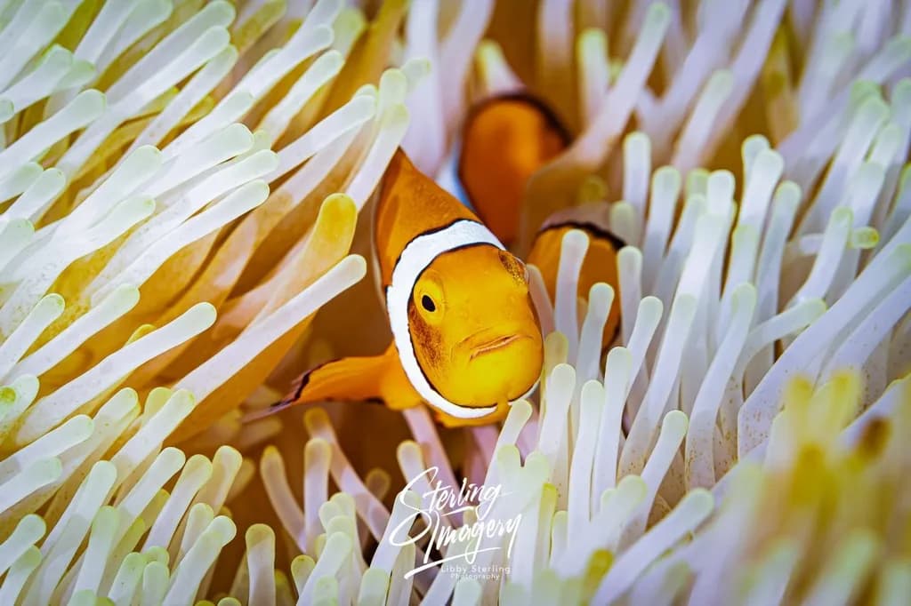 Clownfish Retreat