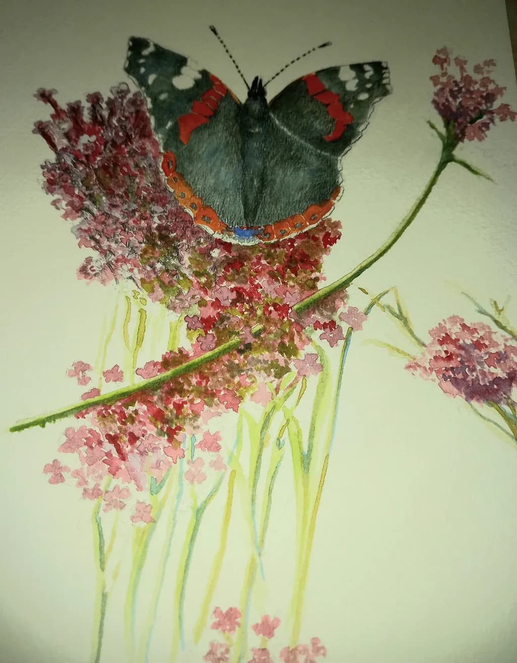 Red Admiral on Blossoms