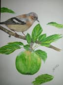Original