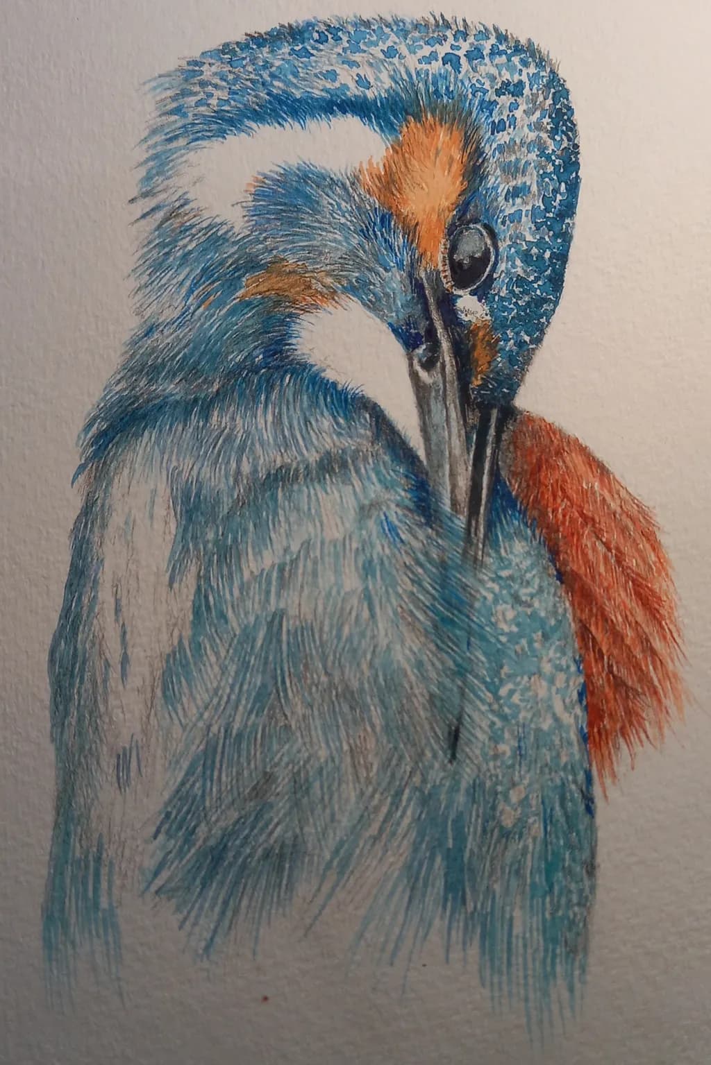 Kingfisher Profile