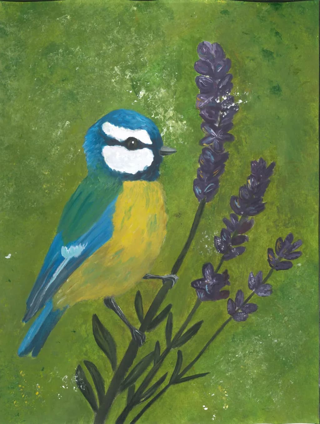 Blue Tit on Lavender