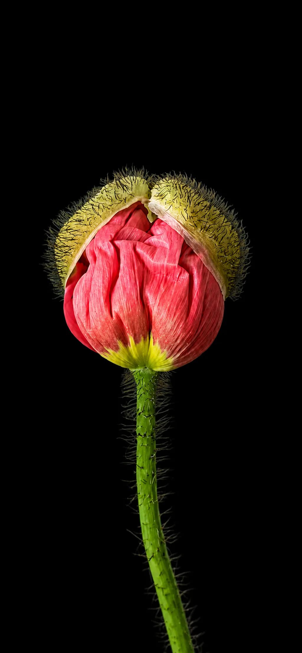 Emerging Bloom