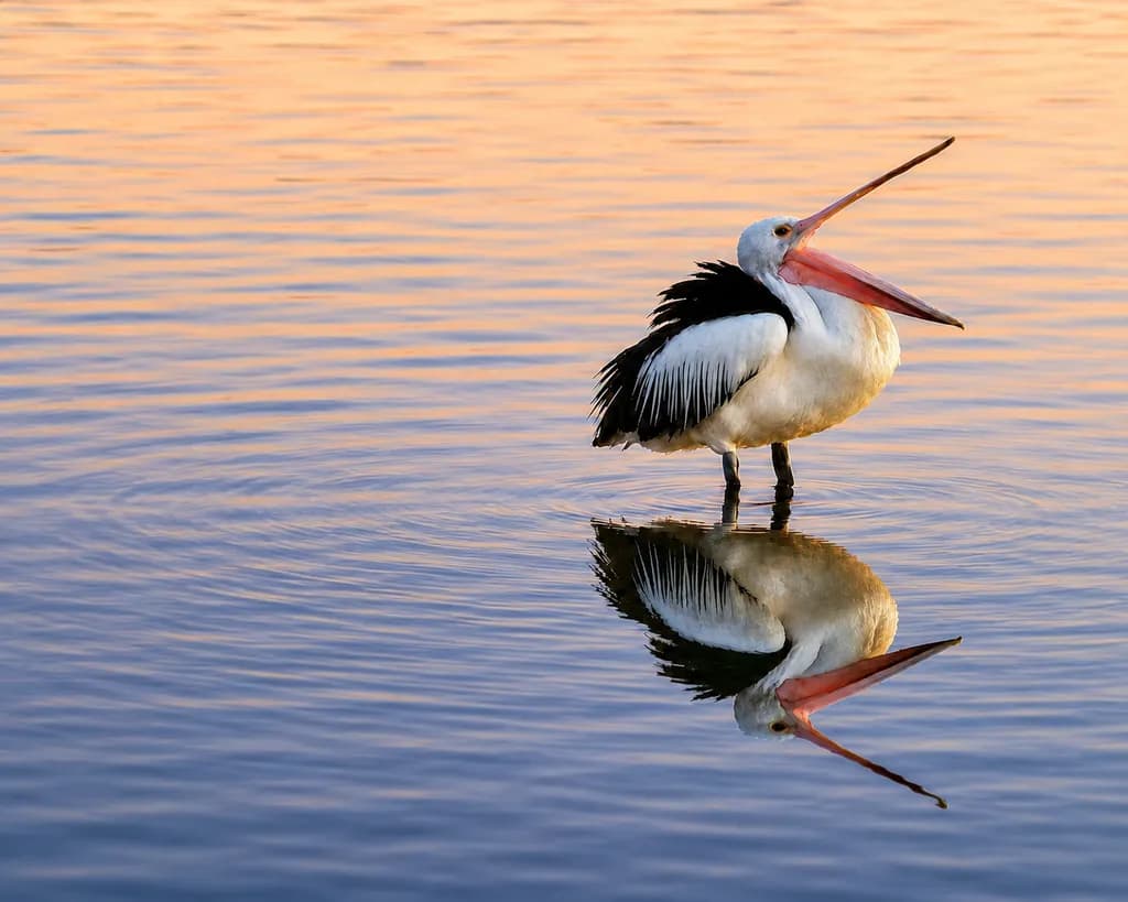 Pelican Reflection