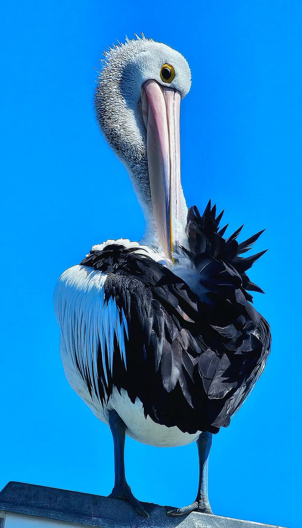 Perched Pelican