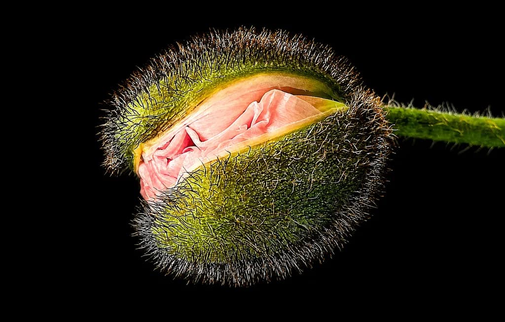 Emerging Bloom