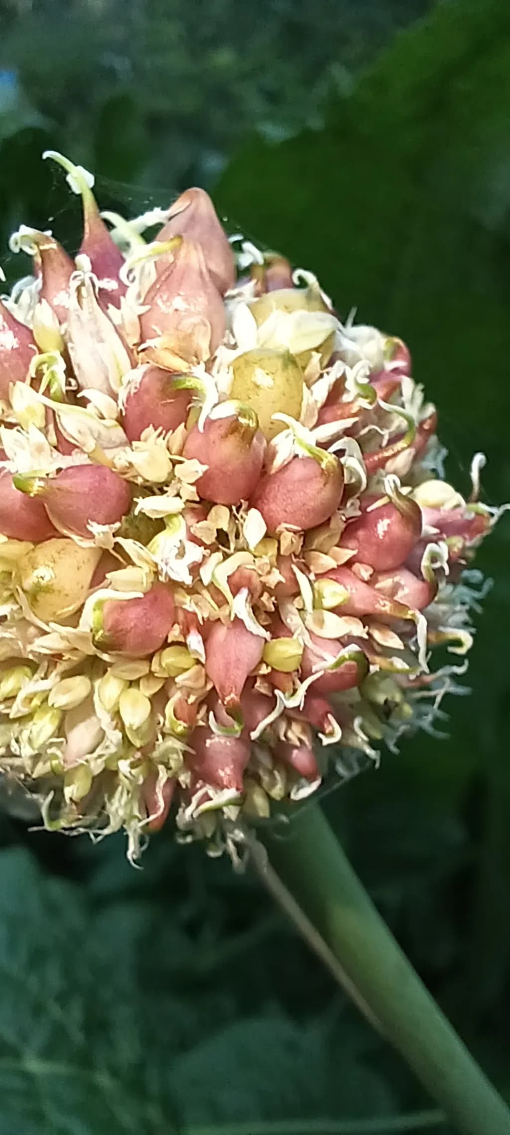 Clustered Bloom