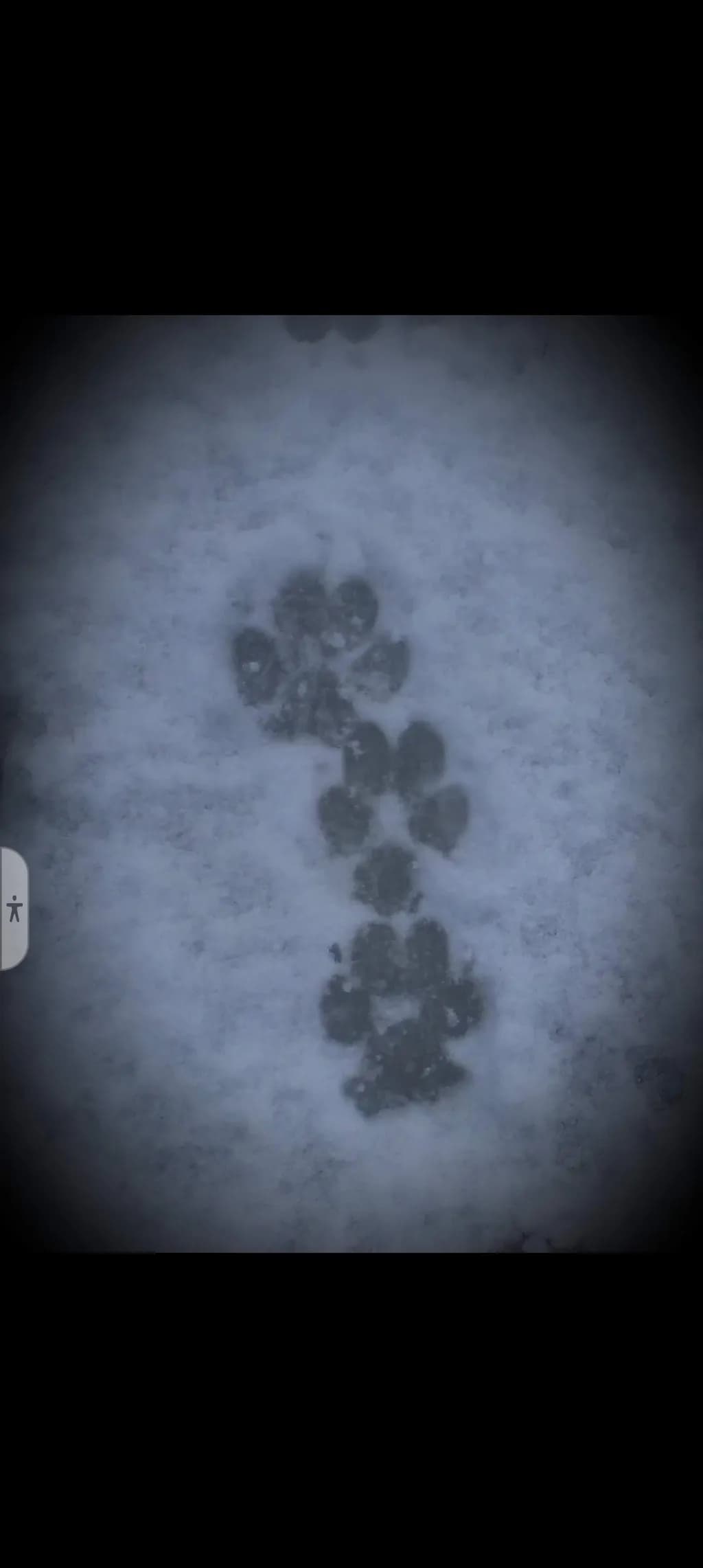 Ghostly Pawprints