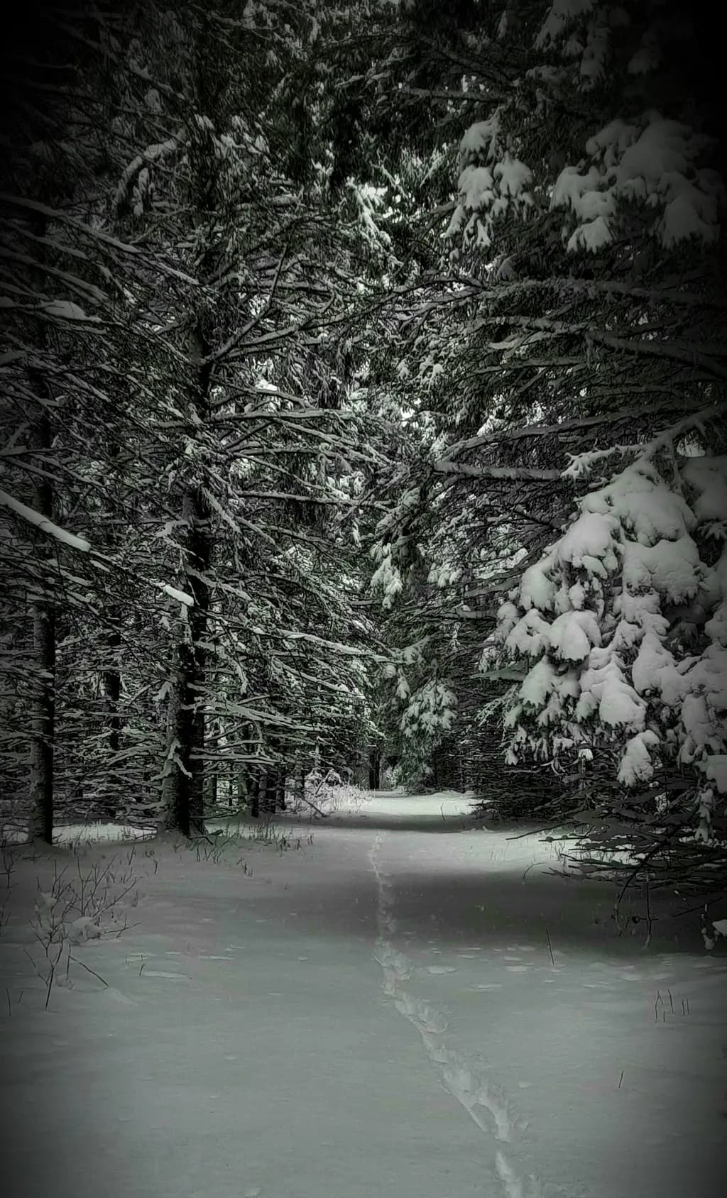 Frozen Trail