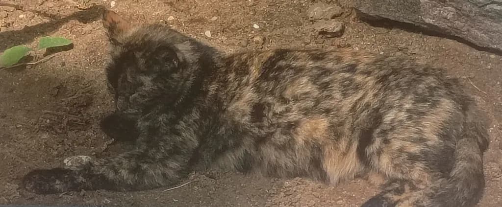 Spotted Rest