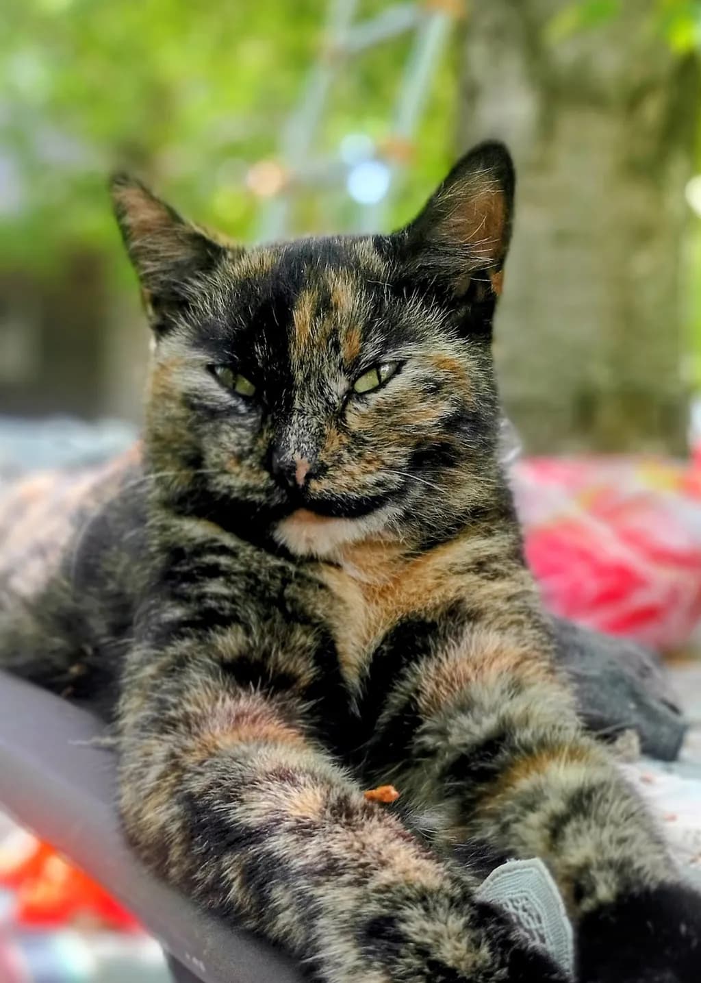 Tortoiseshell Repose