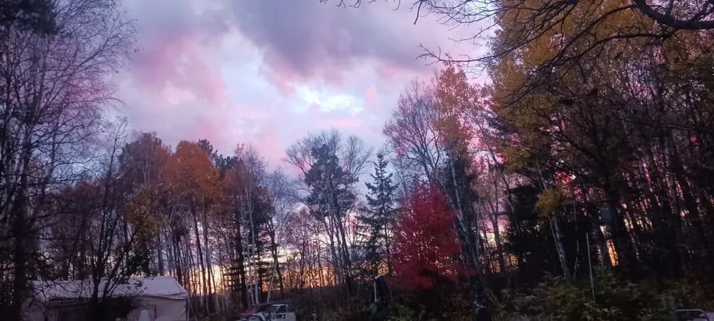Twilight Grove