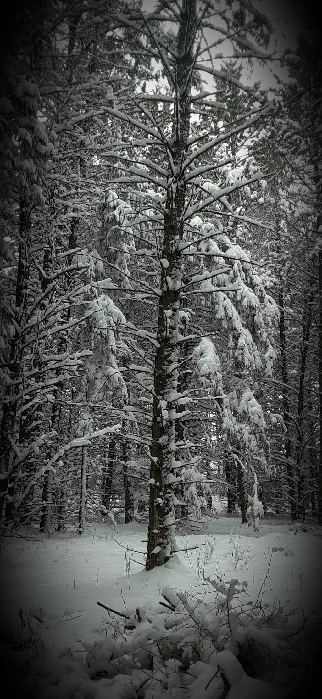 Silent Pines