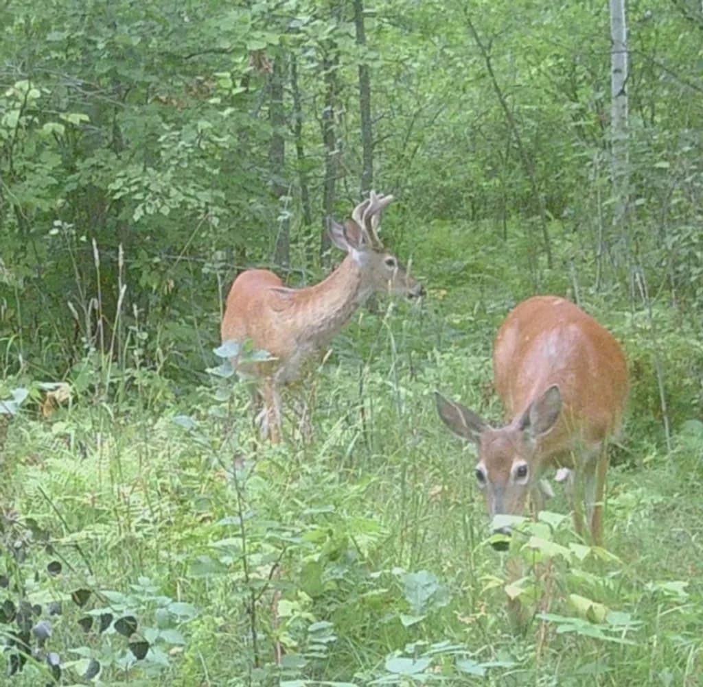 Forest Graze