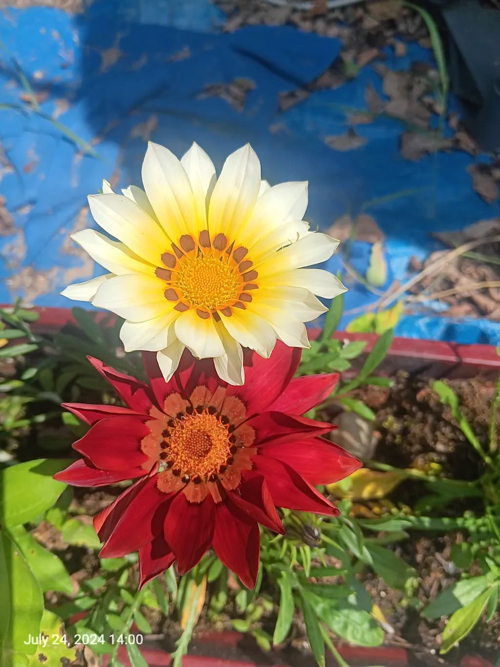 Dual Bloom Contrast