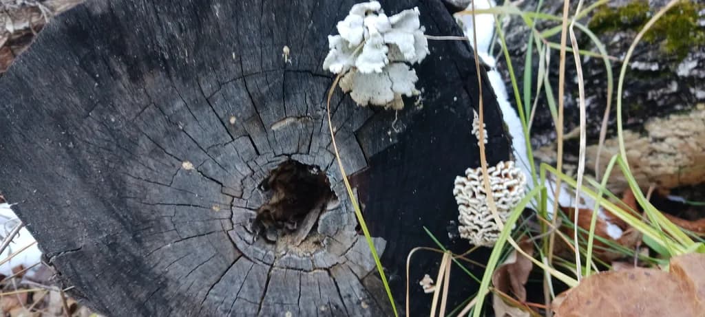 Forest Decay Detail