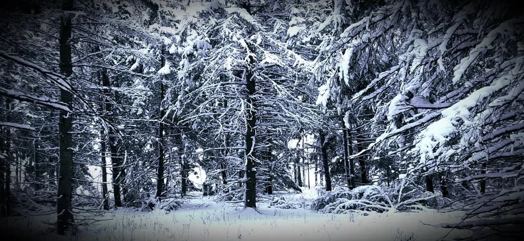 Winter Thicket