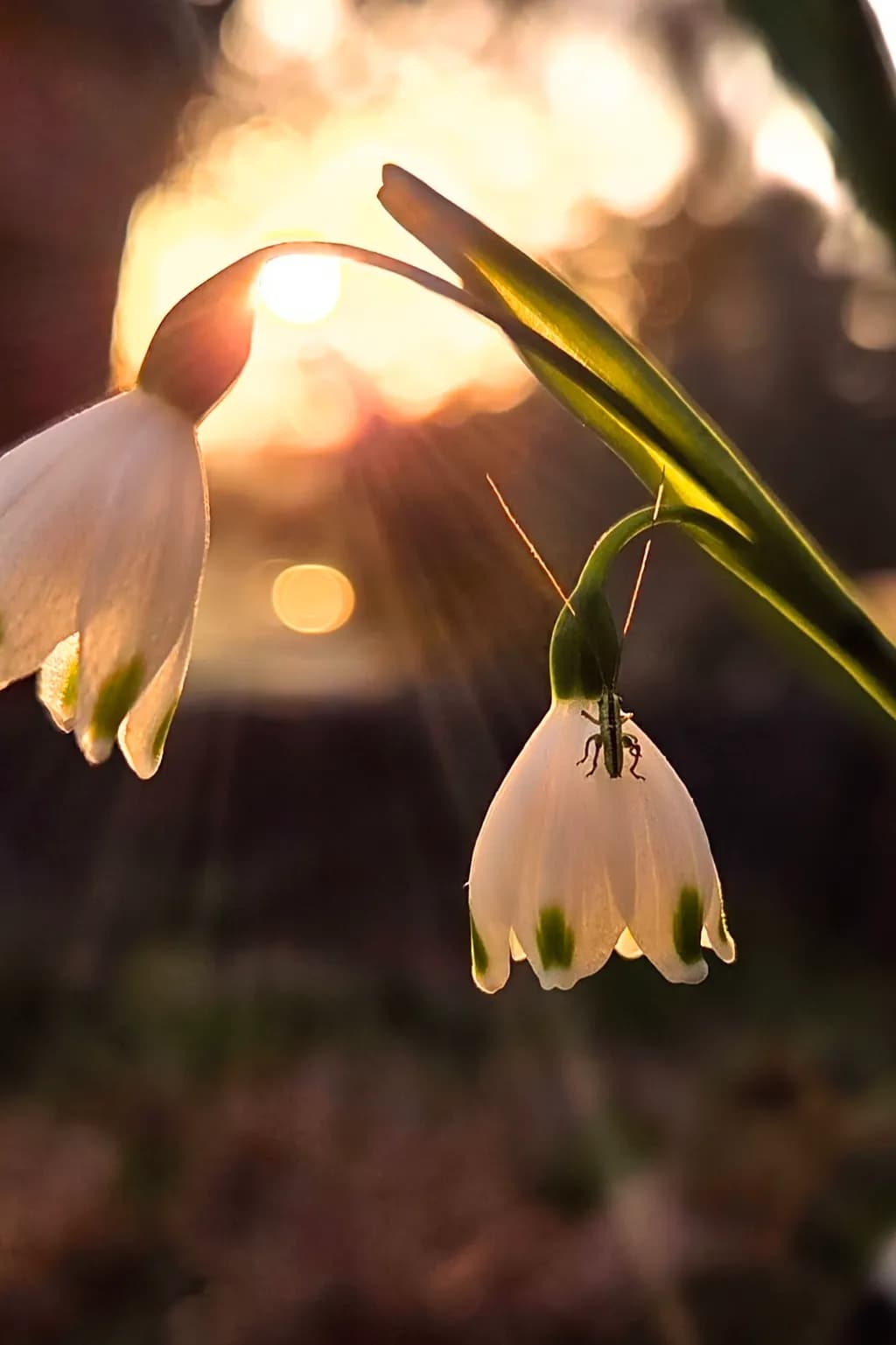 Sunlit Blooms