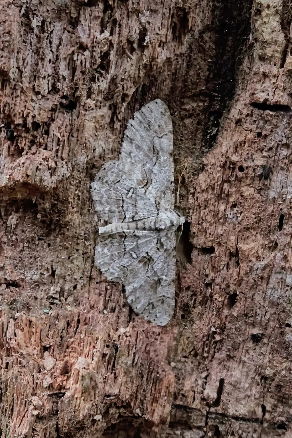 Silent Camouflage