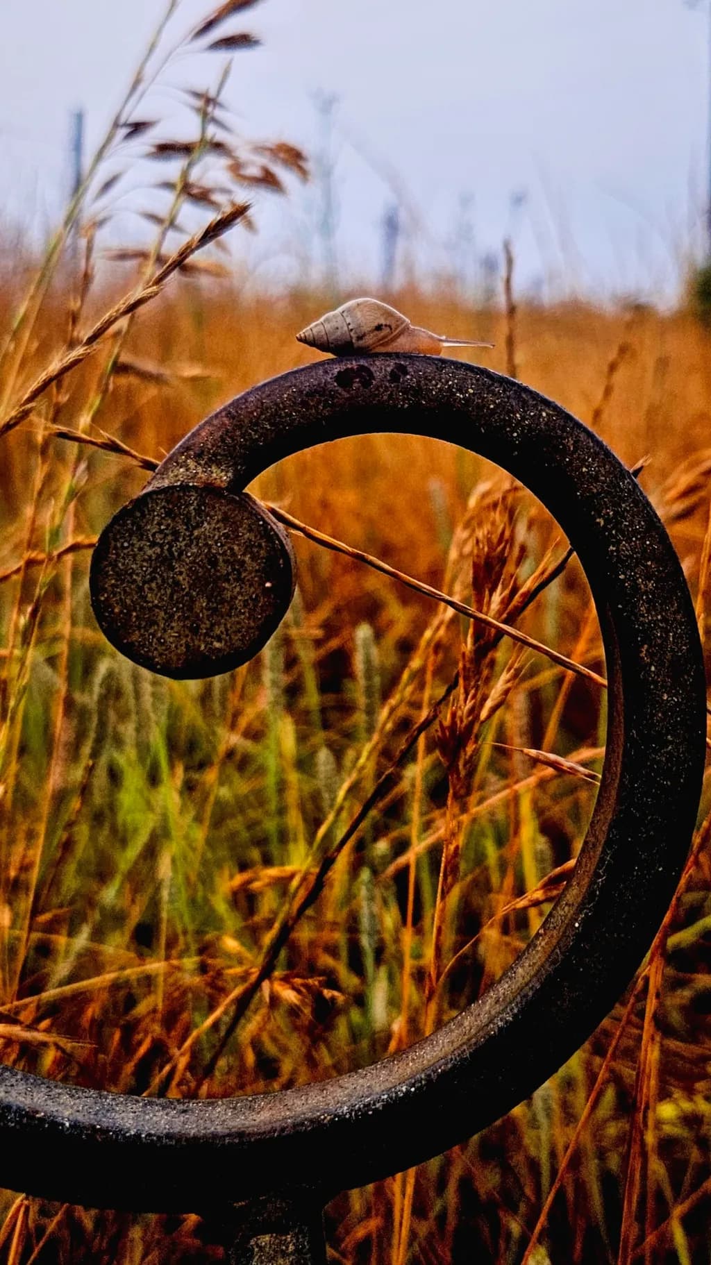 Rust Spiral Snail