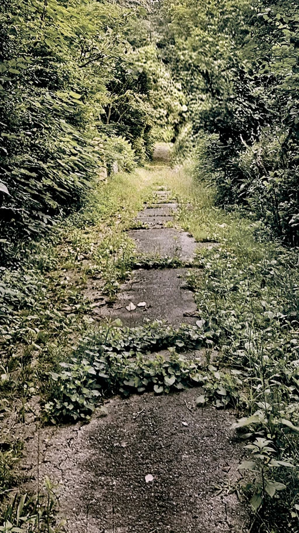 Overgrown Pathway