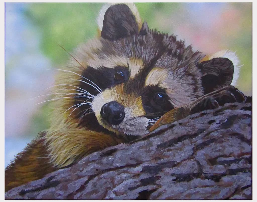 Pensive Raccoon