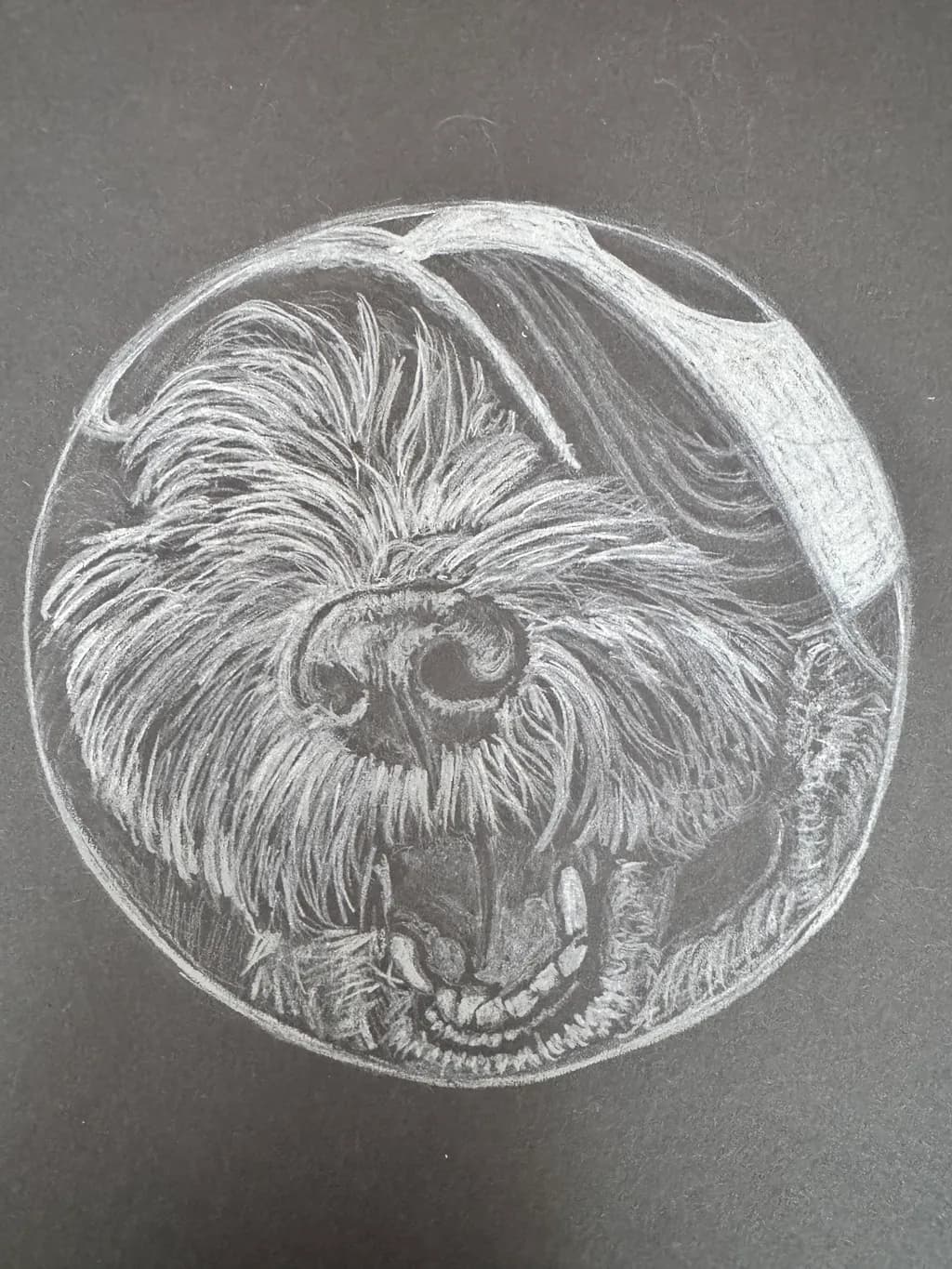 Snout Reflection