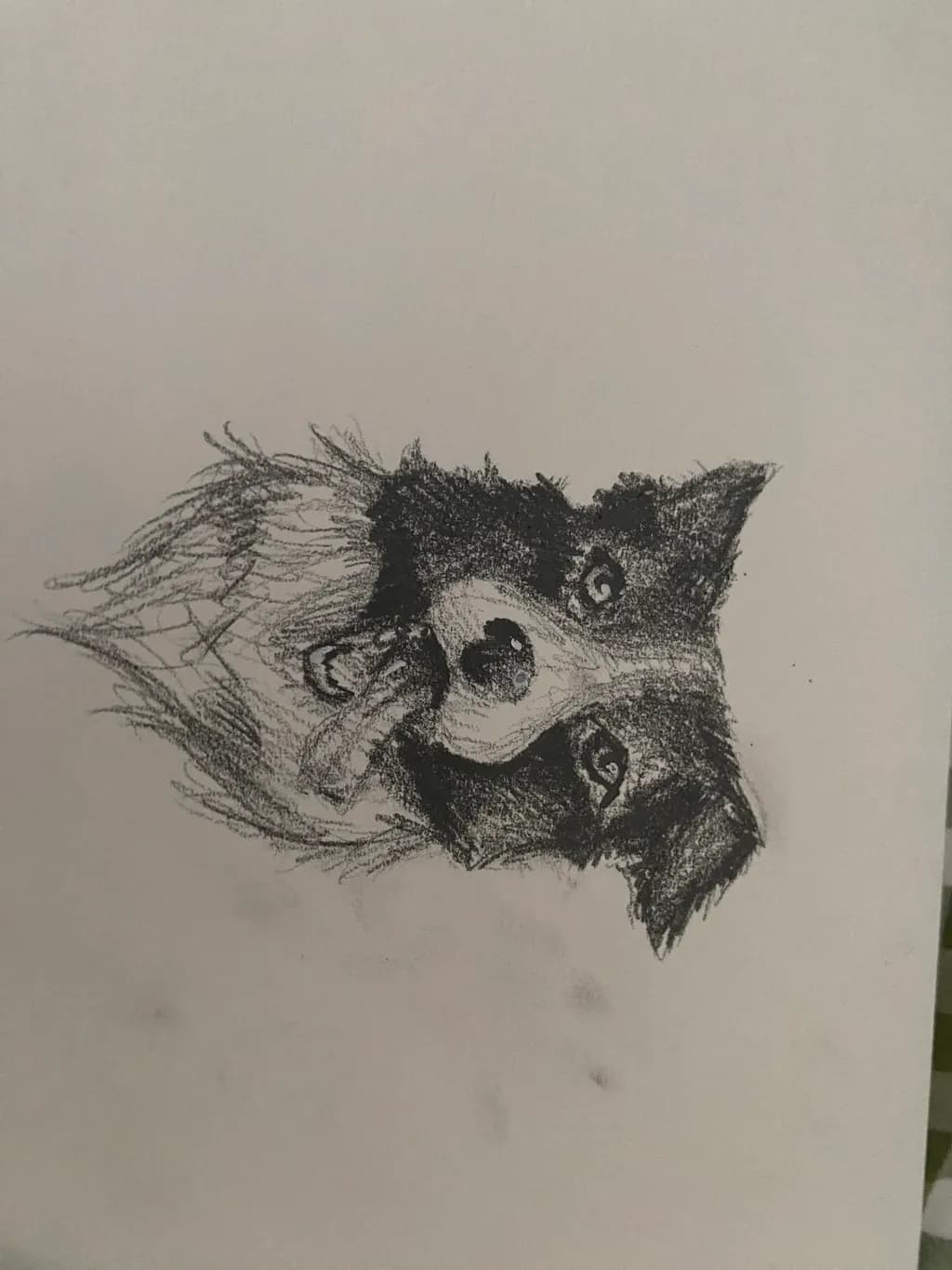 Border Collie Gaze