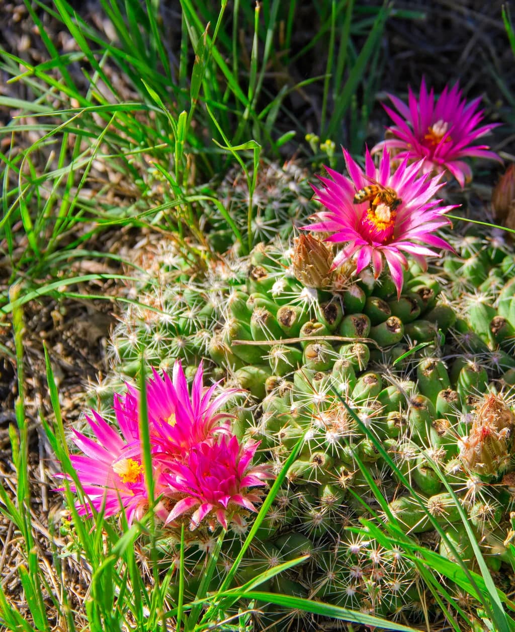 Cactus Beauty