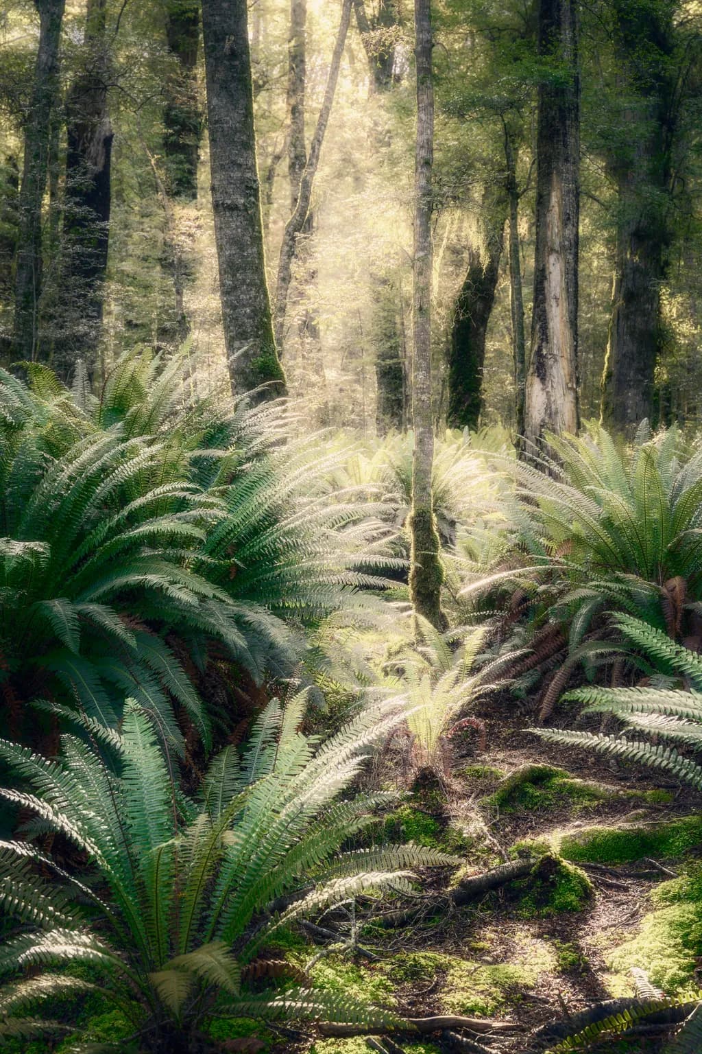 Forest Fern Light