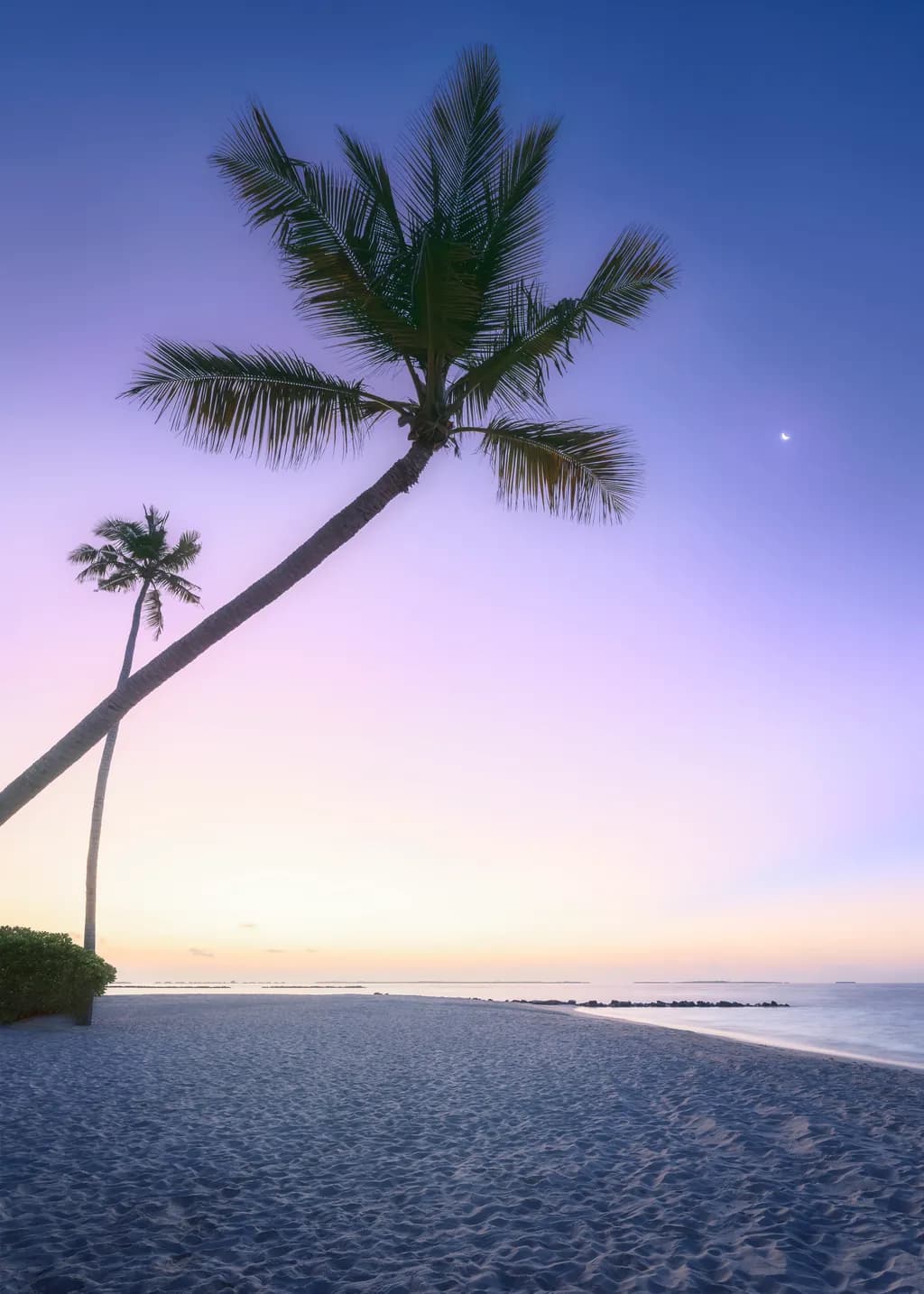 Palm Trees at Dawn