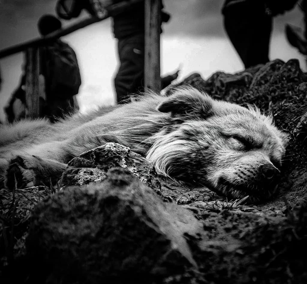 Sleeping Dog Rest