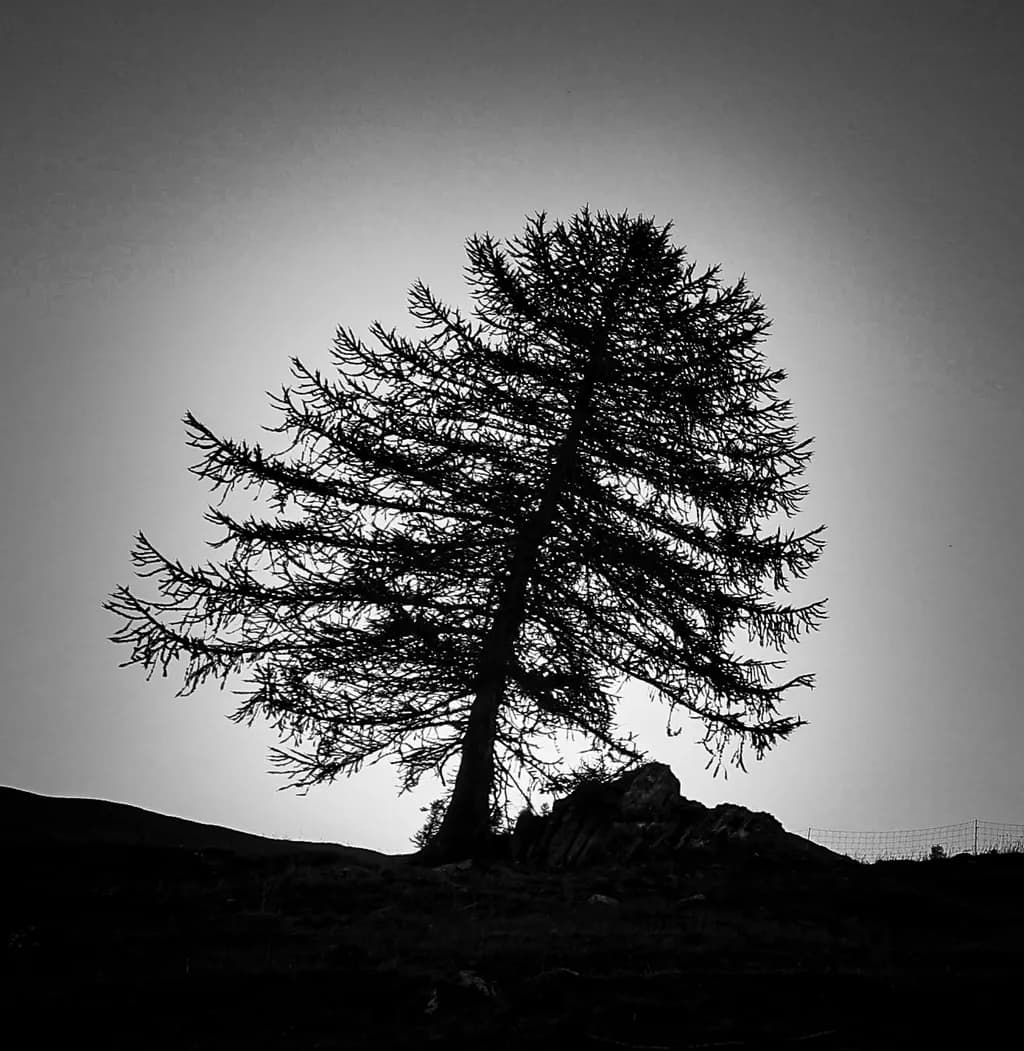 Lonely Tree Silhouette