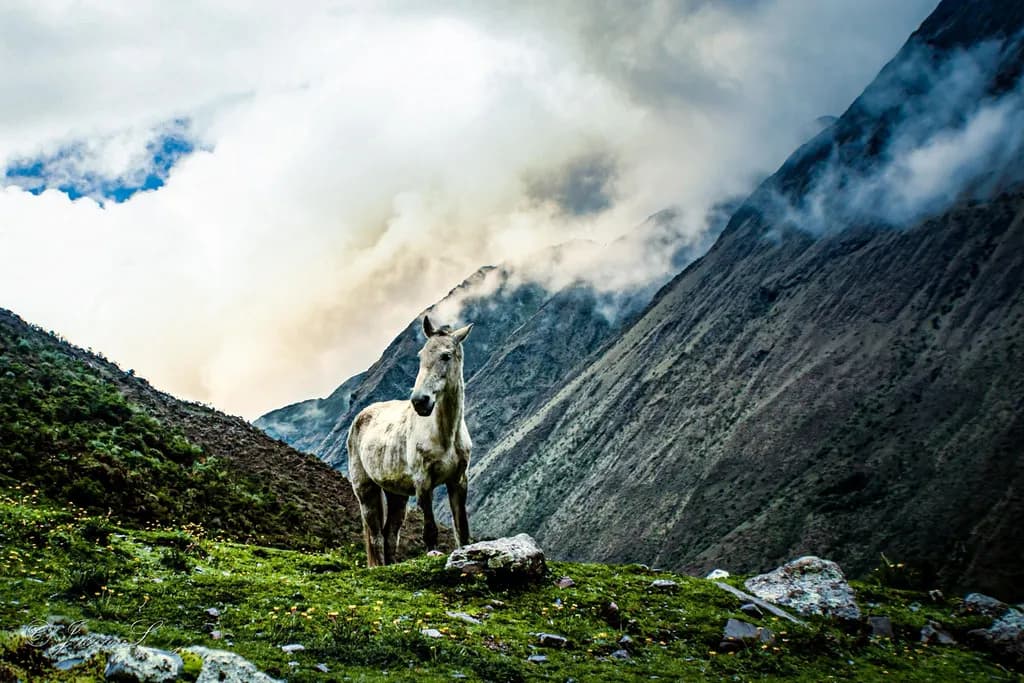 Mountain Horse Majesty