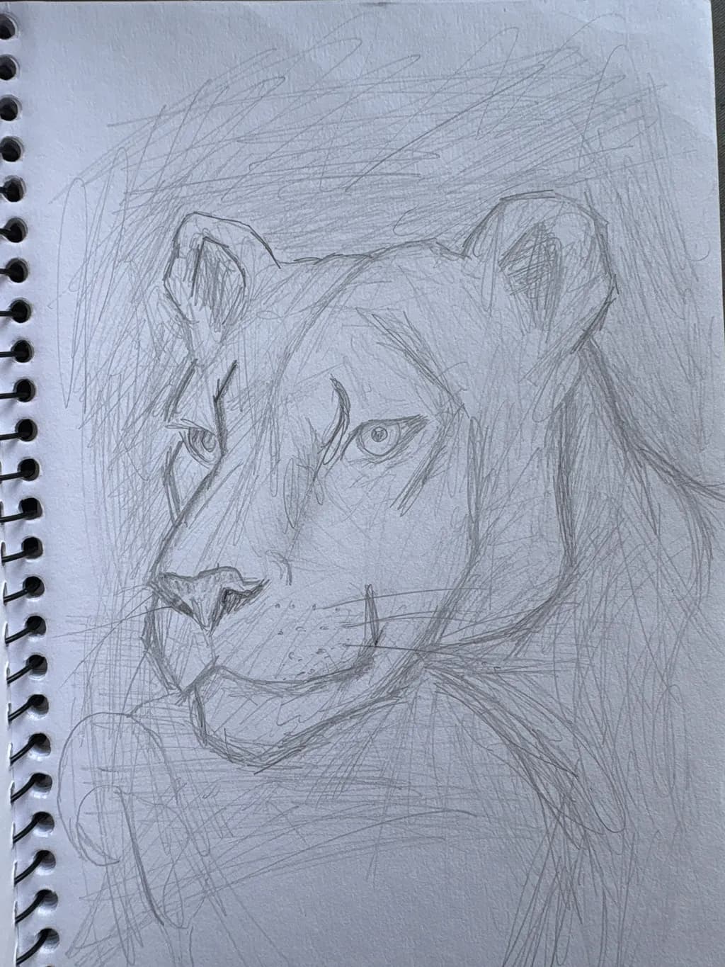 Lioness Gaze