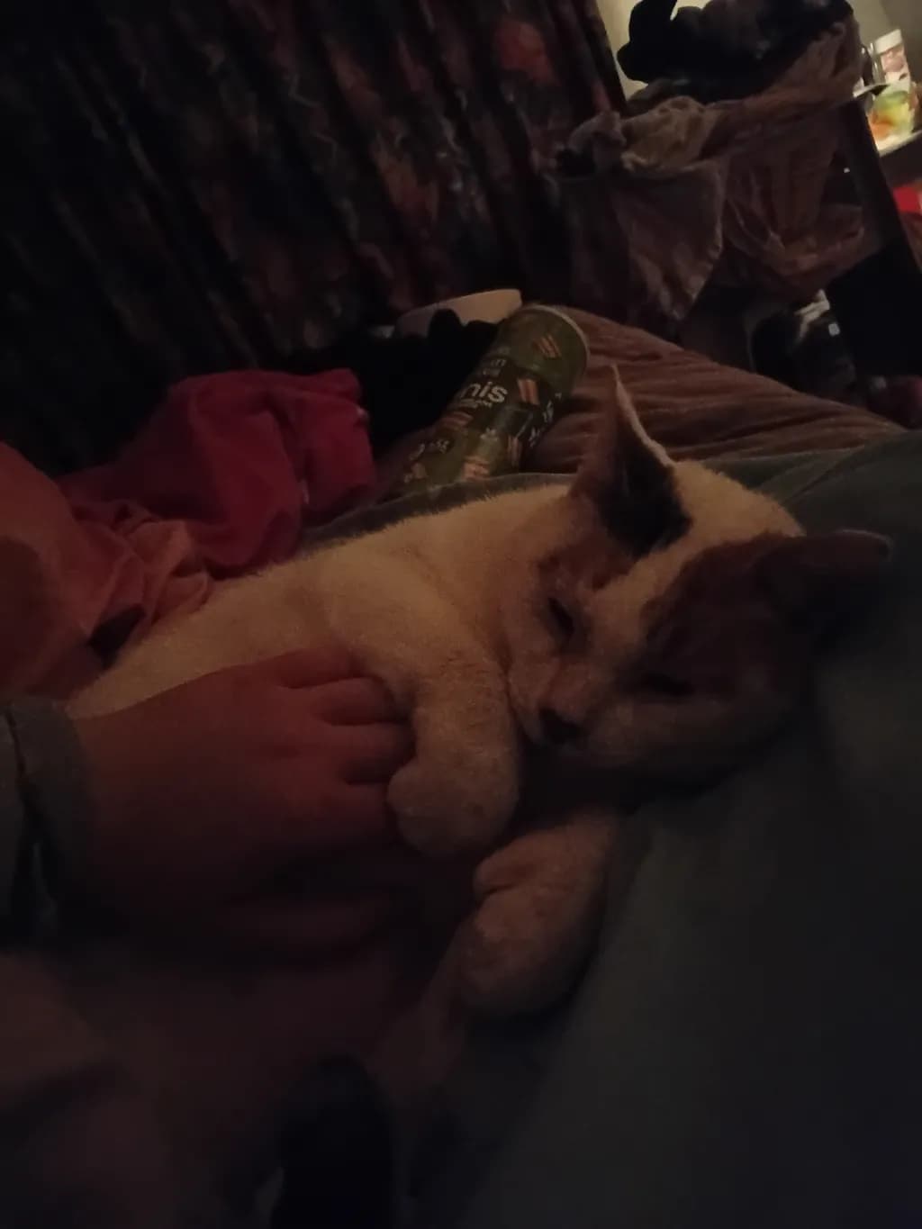 Cat Nap Comfort