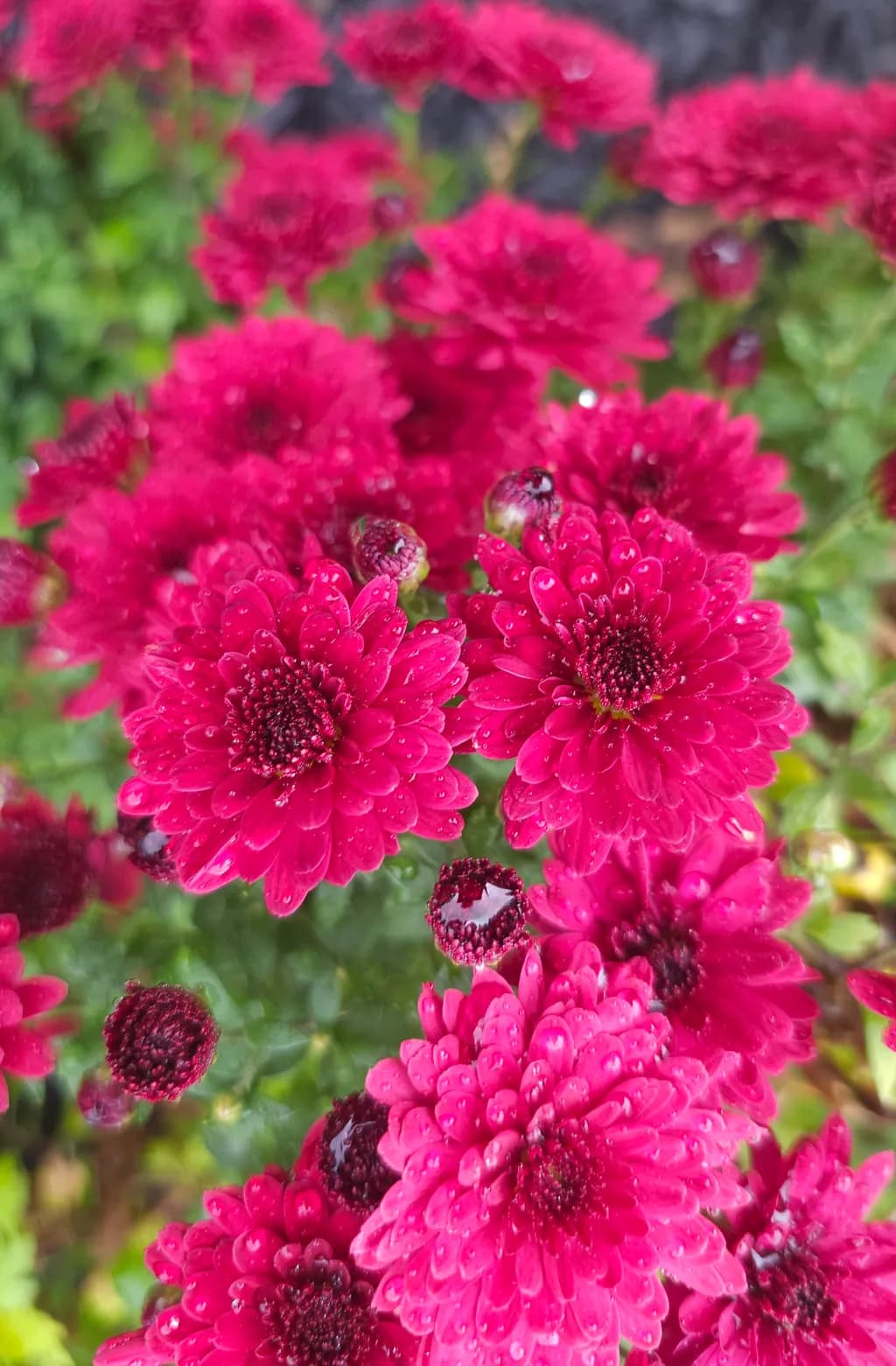 Pink Chrysanthemum Cluster
