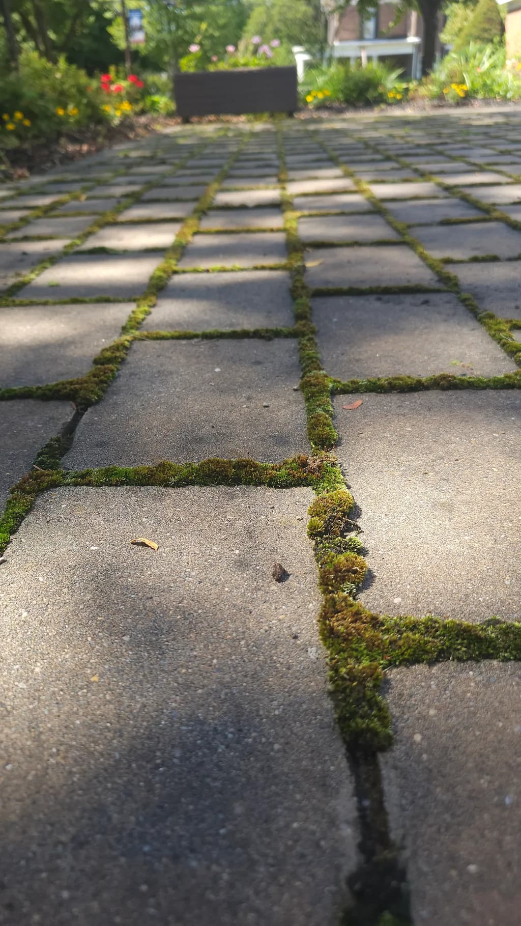 Mossy Stone Path