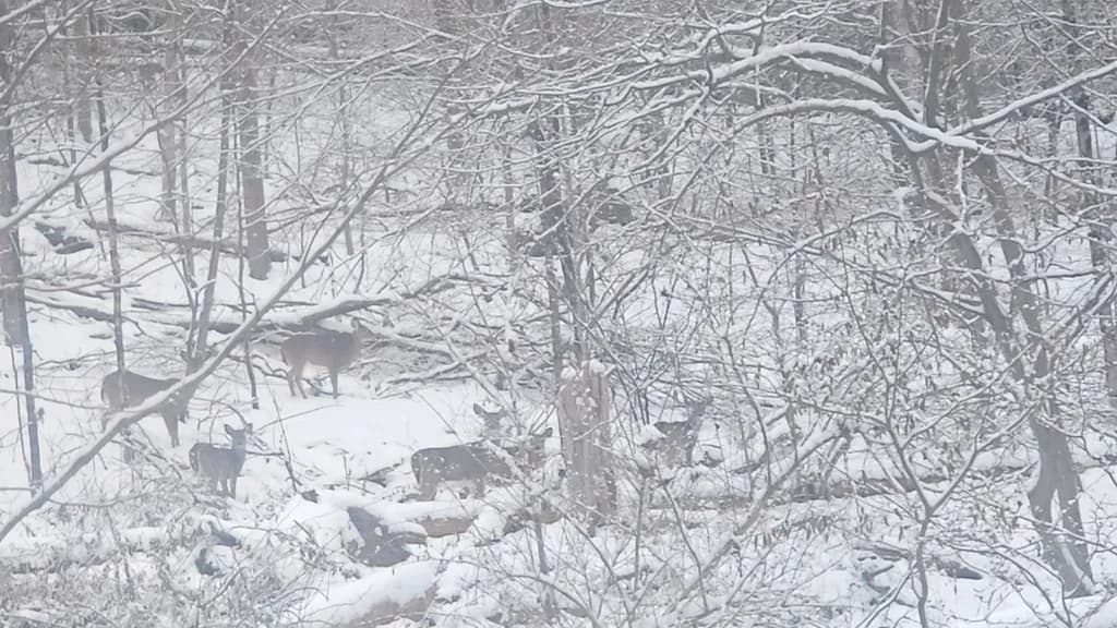 Snowy Forest Deer
