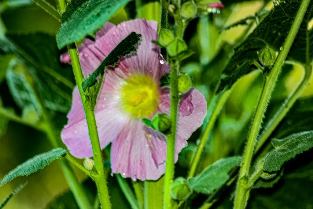 Pink Flower and Green Leaves